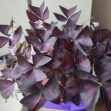 Оксалис треугольный (Oxalis triangularis), «фиолетовый клевер» в — 2
