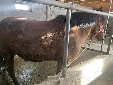 порода торпоктор: Сатам | Жылкы (эркек) | Союуга, Жумушка — 4