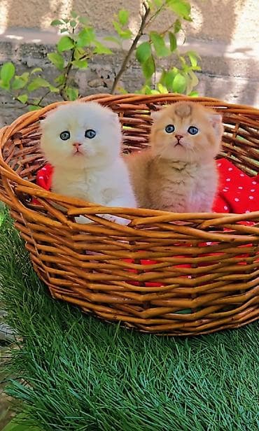 сколько стоит шиншилла: Шотландские котята. Scottish fold окрас серебристая шиншилла — 9