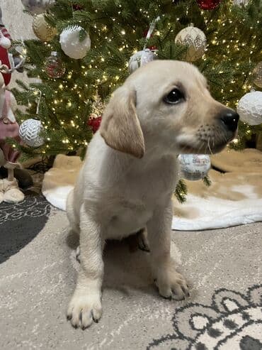 щенки охотничьих собак: Лабрадор-ретривер, 2 месяца, Самка, С прививкой — 7