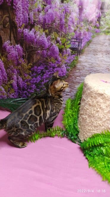 сколько стоит котенок британской золотой шиншиллы: Красивейшая бенгальская кошечка 6мес. Профессиональный Питомник — 10