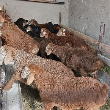 кангаль ит: Продаю | Ягненок — 2