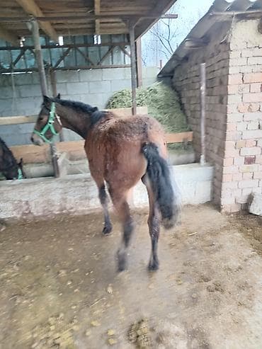 американский рысак: Продаю | Жеребенок | Для разведения — 4