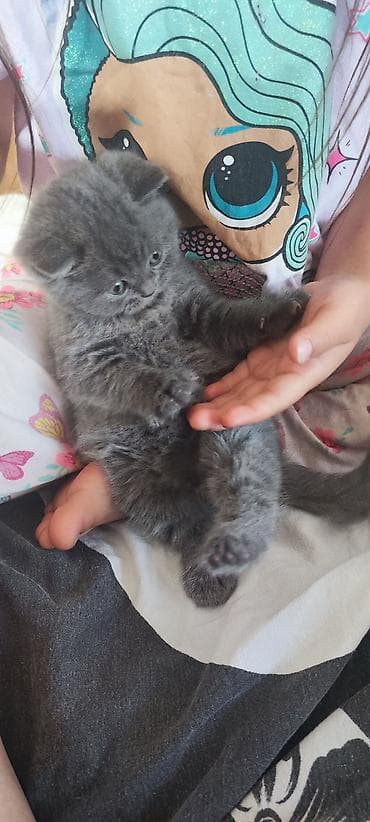 black cat: Шотландский котёнок, окрас сплошной голубой (серый). - Плюшёвая — 3