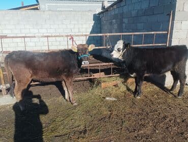 сфинксы котята: Продаю | Тёлка | Полукровка | На откорм | Привязанные — 5