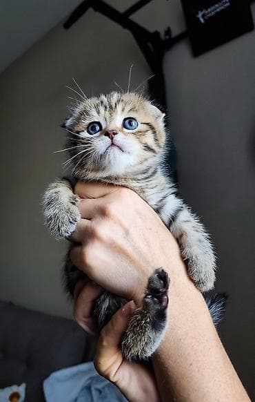 Скотиш Фолд (Шотландская вислоухая), 1 месяц, Девочка, Приучена к лотку