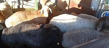 даром кошку: Продаю | Овца (самка) | Для разведения | Матка — 3