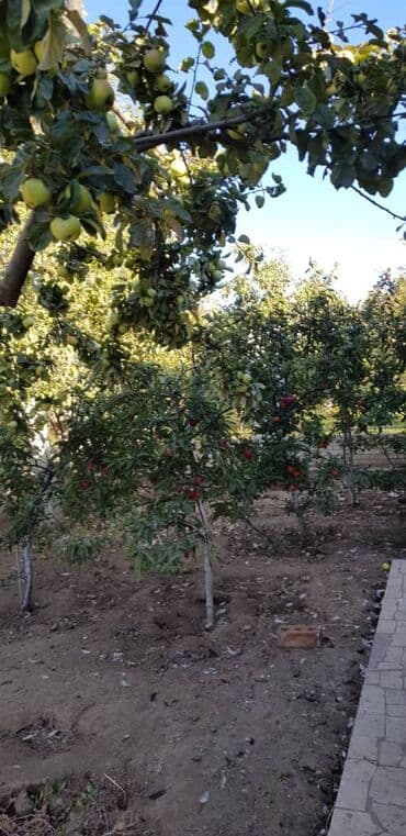 гостевой дом бишкек с бассейном: Дом, 310 м², 6 комнат, Собственник, Дизайнерский ремонт — 5