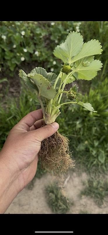 инкубационный яйцо куриное: Альбион саженцы.
Альбион кочот.
Копанка Альбион Срочно — 1