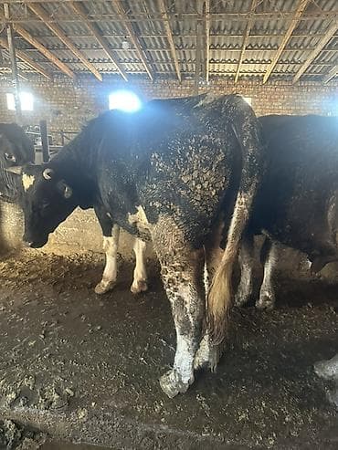 говяжьи ноги: Продаю | Бык (самец) | Для разведения | Привязанные — 5