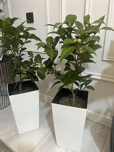 Монстерлер: По городу доставка бесплатно 🚗🪴 - Фикус Бенджамина вариегатный — 7