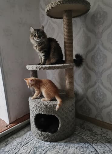 рассрочка велосипед: Игровой комплекс для кошек с когтеточкой и домиком. - Конструкция — 1