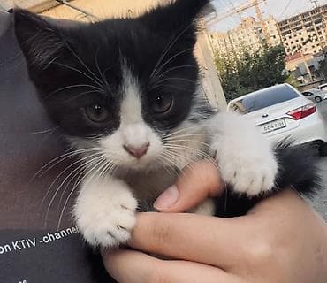 купить кошки: Кошка даром: Беспородная, Девочка, Приучена к лотку — 1