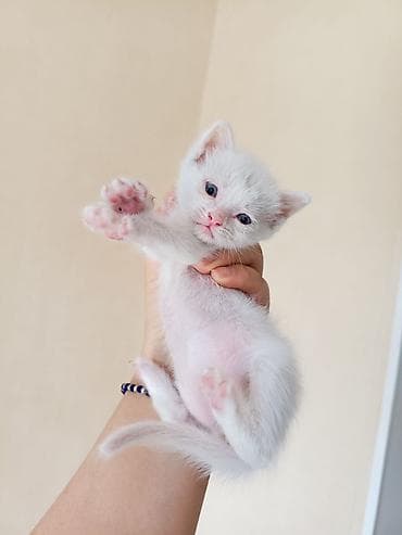 большая кошка: Белоснежный котёнок с голубыми глазами. Особенности: - Окрас — 1