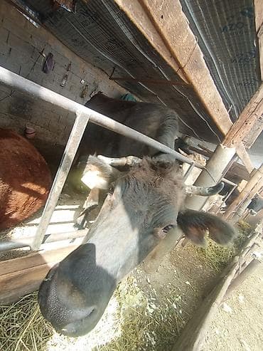 альпийская коза: Продаю | Корова (самка) | Для разведения | Привязанные — 1