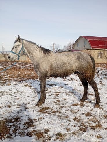 охотничий дратхар: Продаю | Конь (самец) | Конный спорт — 4