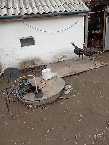 цветной бройлер: Продаю | Индюк (самец) | На забой — 2