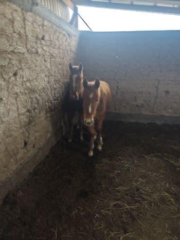 сельскохозяйственные животные продажа: Продаю | Жеребенок | Для разведения — 5