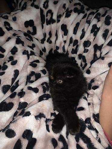 янтарный: Шотландский вислоухий котёнок, девочка окрас чёрный (солид). Плюшёвая — 3