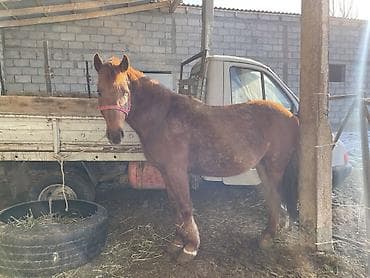 мустанг лошадь цена: Продаю | Конь (самец) | На забой, Для разведения — 1