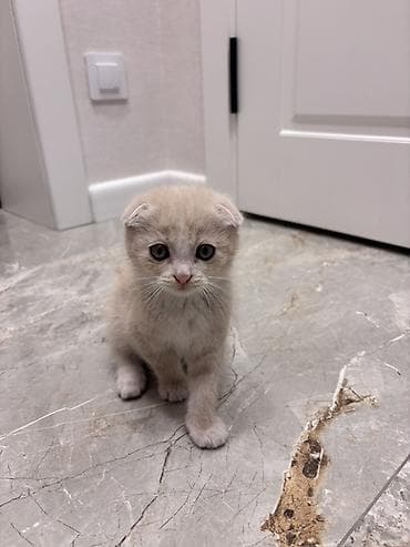 Продажа кошек: Скотиш Фолд (Шотландская вислоухая), 2 месяца, Мальчик, Приучена к лотку — 1