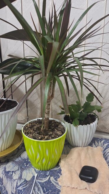 вечная роза: Шлюмбергера, известная как декабрист или рождественский кактус — 27