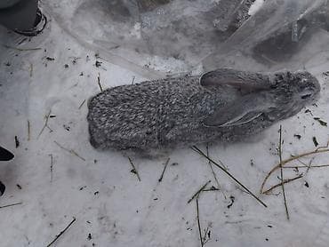 белые кролики: Продаю | Крольчата | Серый великан | Для разведения — 5