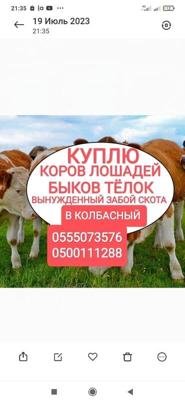 купить домик для кошки недорого: Куплю | Коровы, быки, Лошади, кони | Забитый, Круглосуточно, Любое состояние — 1