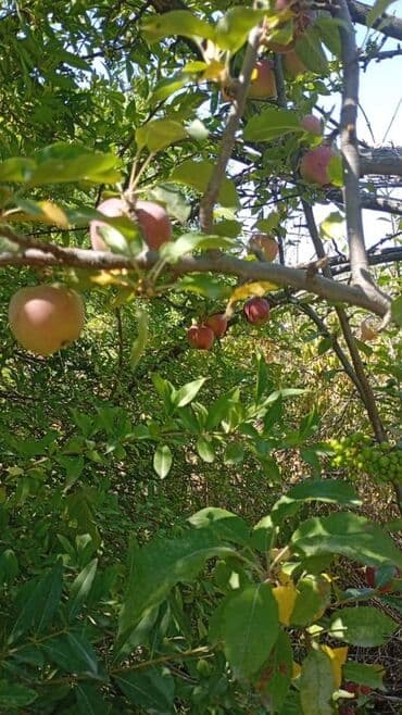 продам дом дачу: 15 соток, Кызыл китеп — 2