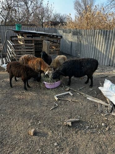 купить щенка далматинца: Продаю | Баран (самец), Овца (самка), Ягненок | Для разведения — 3