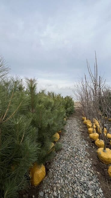 пластиковые контейнеры с крышкой купить бишкек: Саженцы деревьев: Сосны — 3