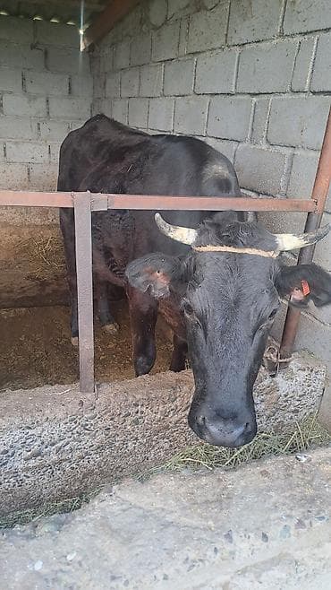 жаны уйлор: Сатам | Уй (ургаачы) | Көбөйтүү үчүн | Байланган — 4