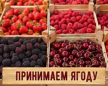 Принимаем ягоду Закупаем свежесобранные ягоды урожая. Интересуют: -
