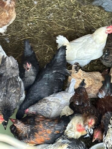 бишкек ит базар: Домашние куры и петухи — 13