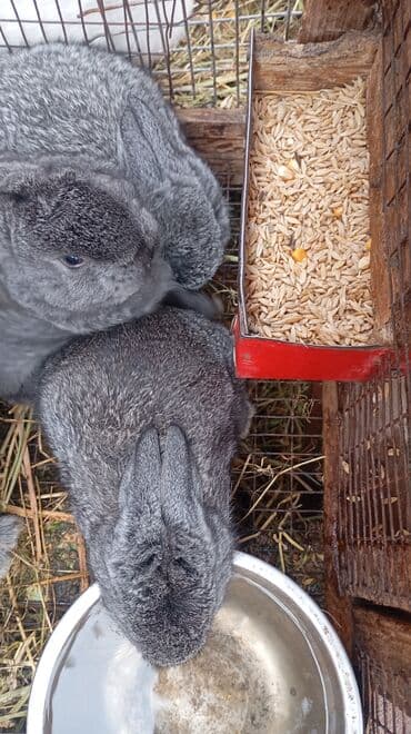 кролики фландр: Продаю | Крольчата | Фландр | Для разведения | Племенные — 8