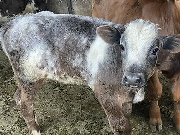 высокоудойная корова: Продаю | Корова (самка) | Швицкая | Для молока | Привязанные — 9
