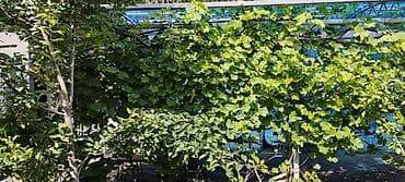 дом на колёсах цена бу: Срочно Продаю дом барачного типа с мебелью . Все условия . + ( — 8