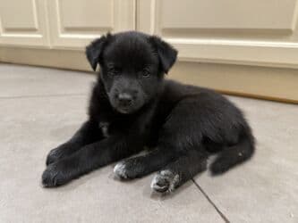 Грызуны: Щенки. Окрас преимущественно черный с белыми отметинами на груди — 7