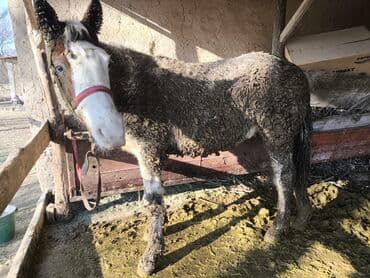 корм для домашних животных: Продаю | Жеребец | На забой | Мерин — 5