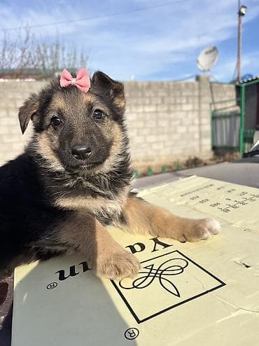 той пудель купить: Немецкая овчарка, 1 месяц, Самец — 5