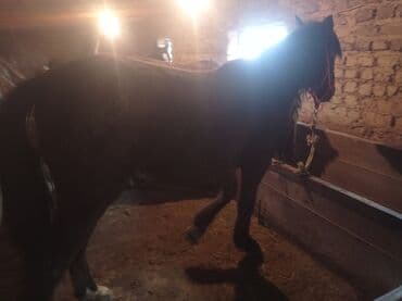 дойних коров: Продаю | Жеребенок | Для разведения | Племенные — 3