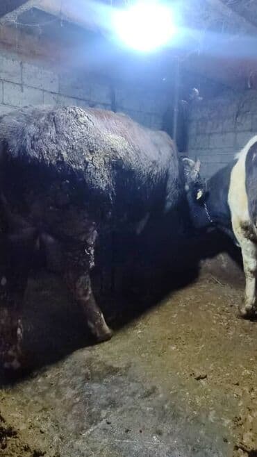 Продаю | Бык (самец) | На откорм | Привязанные