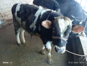 китайская хохлатая собака: Продаю | Бык (самец) | Полукровка | На откорм | Привязанные — 1