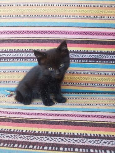 новорожденные котята: Кошка даром: Беспородная, 5 месяцев, Мальчик — 2