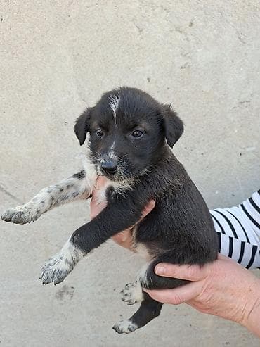 Вязка собак: Щенки средних размеров, помесь дворняжек/пастушьих типов. Возраст — — 3