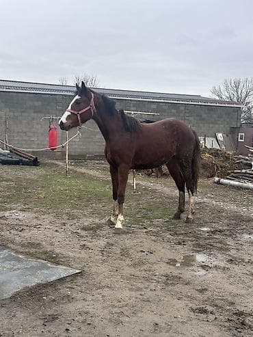 лошади для кок бору: Продаю | Кобыла (самка) | Арабская | Конный спорт — 3