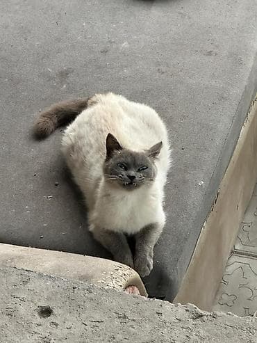 бесплатно кошка: Девочка, Приучена к лотку — 2