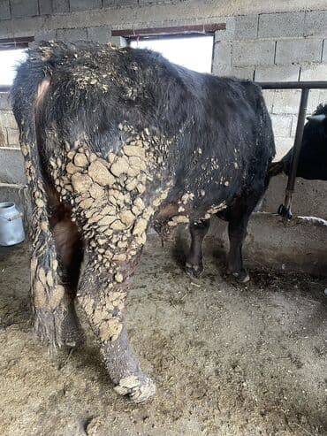 продам козу дойную: Продаю | Бык (самец) | Швицкая | На откорм, На забой, Для разведения | Племенные, Искусственник — 2