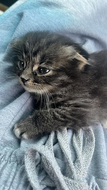 сфинкс на вязку: Кошка даром: Скотиш Фолд (Шотландская вислоухая), 2 месяца, Девочка — 3