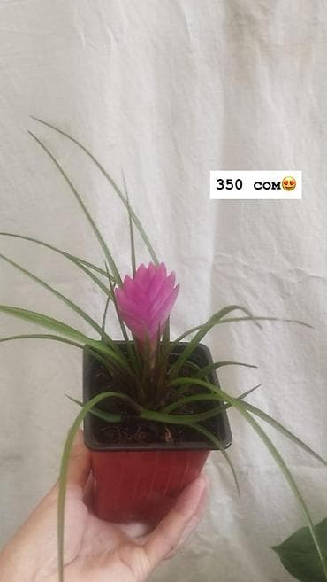 Дом и сад: Комнатные растения в горшках: - Антуриум (красные соцветия, глянцевые — 4